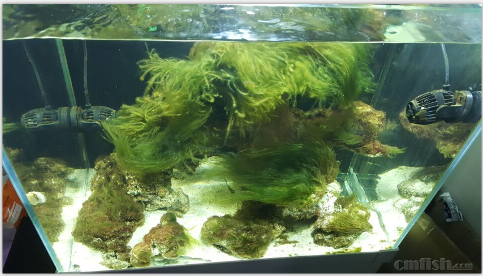 济南出爆藻刚刷出来的造景活石400元不刀 - 山