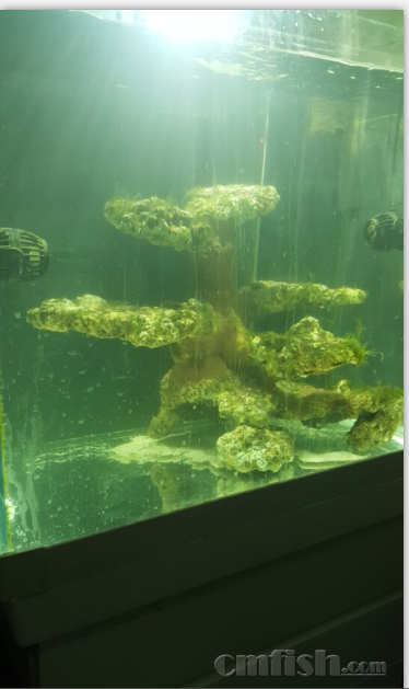 济南出爆藻刚刷出来的造景活石400元不刀 - 山