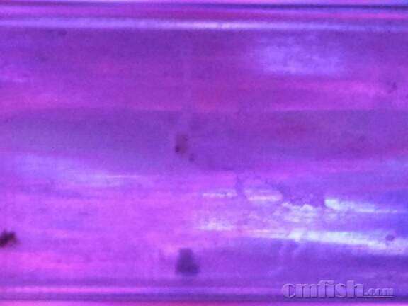 偶遇清洁虾产子 - 海缸综合讨论区 - CMF海水观