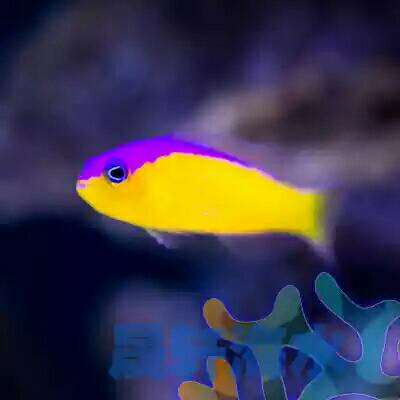 救命,这种双色草莓鱼吃珊瑚吗 - 海水观赏鱼 - CMF海水观赏鱼论坛