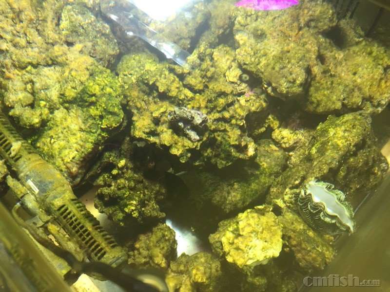 翻缸老活石爆藻2周了 都来看看 - 初学者(Begin