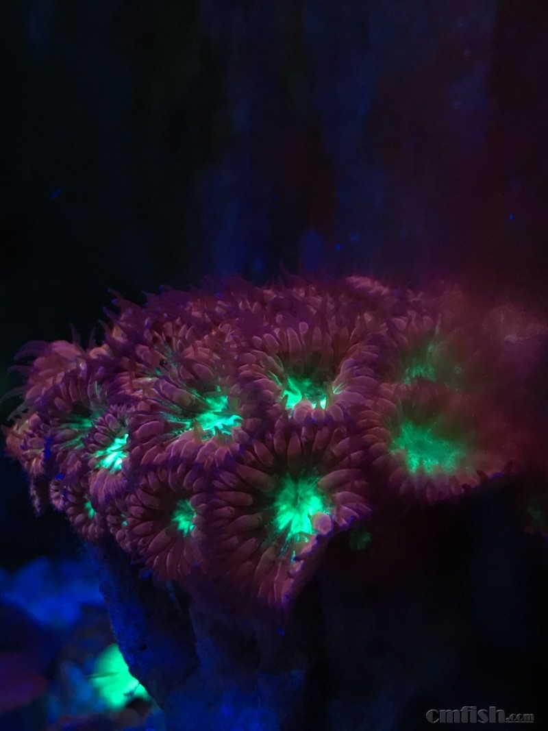 广州出 美国石葵 囊泡菇100 紫麦穗断支 金针. 