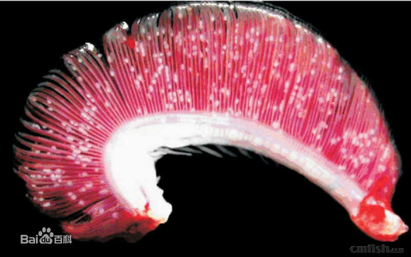 生物学现在我们可以这样在珊瑚缸治疗白点 -