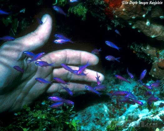 黄背紫色鱼有养多久的?