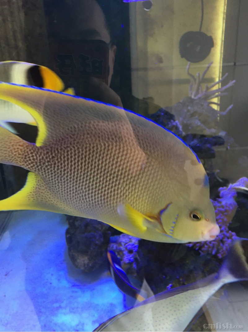 多条鱼鱼鳍上有白色东西,要怎样处理