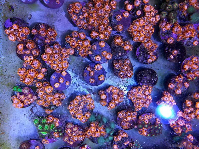 重庆出混沌chaos和其他纽扣,发顺丰空运全国包