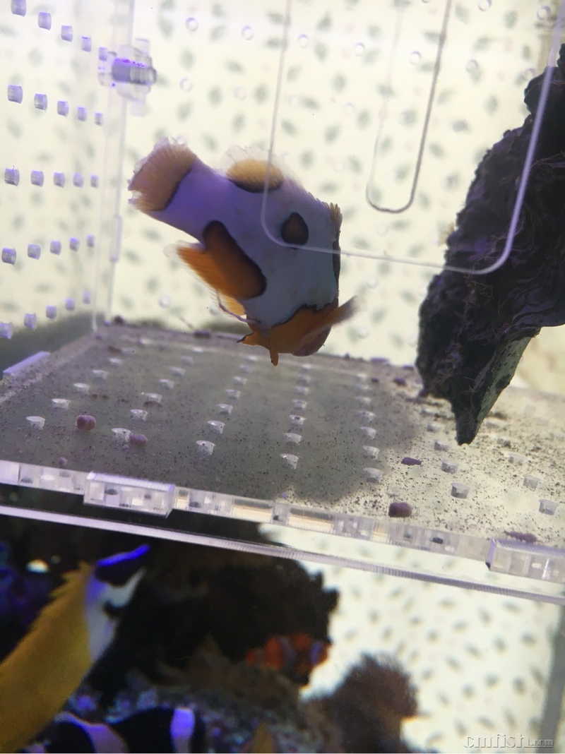 大神进来看看毕加索是不是病了?传染吗 - 初学