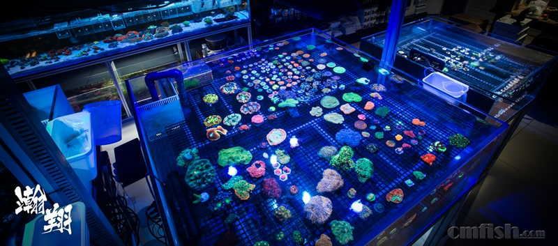 瀚翔水族新店开业通知