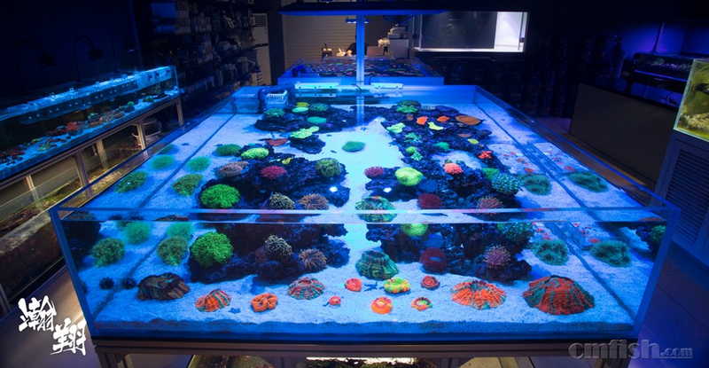 瀚翔水族新店开业通知