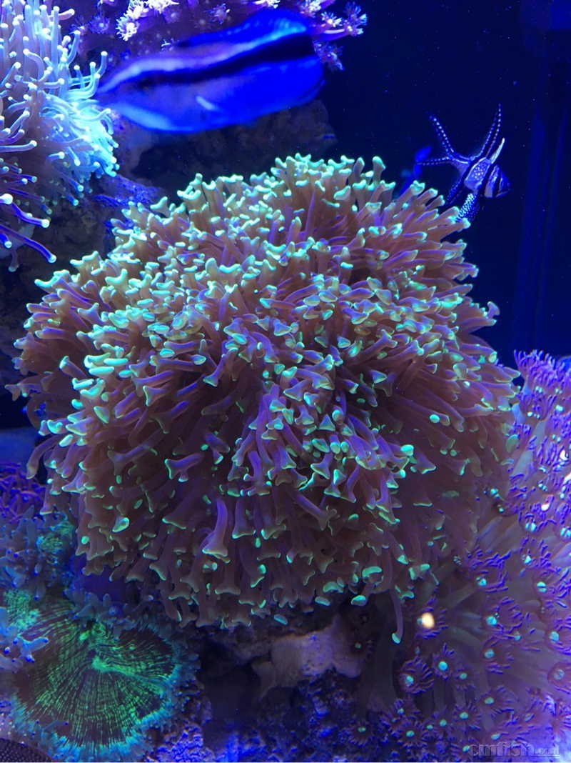 NO3和PO4爆表,珊瑚状态爆表,怎么解释?