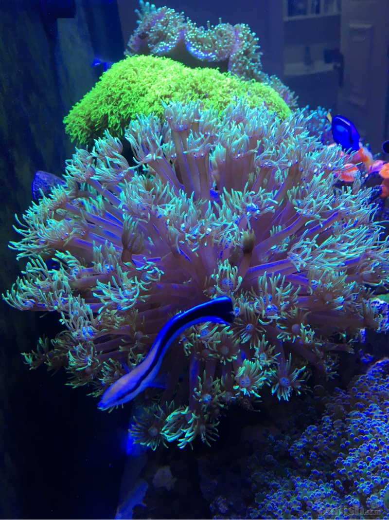 NO3和PO4爆表,珊瑚状态爆表,怎么解释?