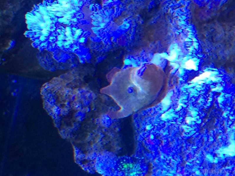 求教,团购的印尼超红香菇为什么是屎色的 - 北