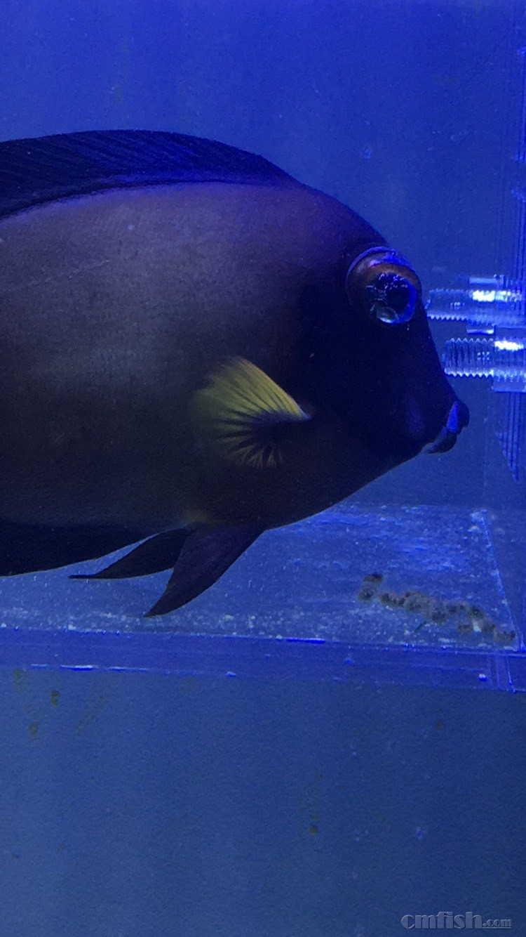 求助各位,小丑鱼一只眼睛鼓出来了,像肿了一样