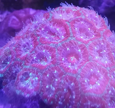 那些好看又好养的珊瑚 - 初学者(Beginners) - C