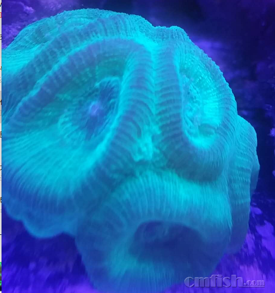 那些好看又好养的珊瑚 - 初学者(Beginners) - C