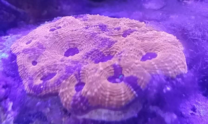 那些好看又好养的珊瑚 - 初学者(Beginners) - C