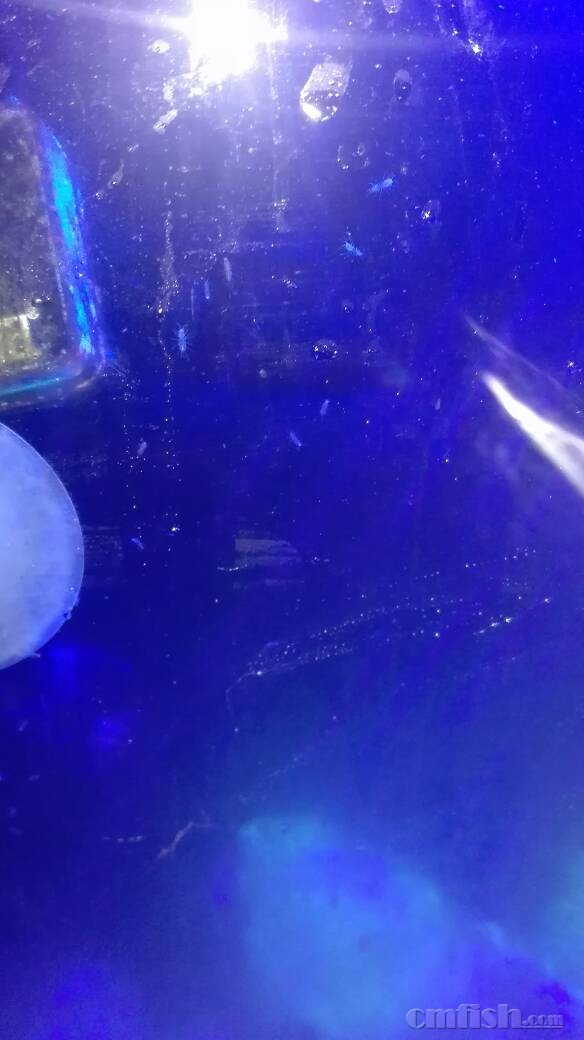 七彩一直白点 然后身上起的包是啥东西 ,CMF海