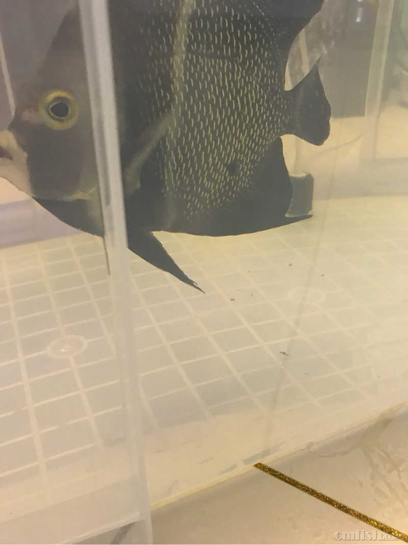 法仙身上长肉疙瘩