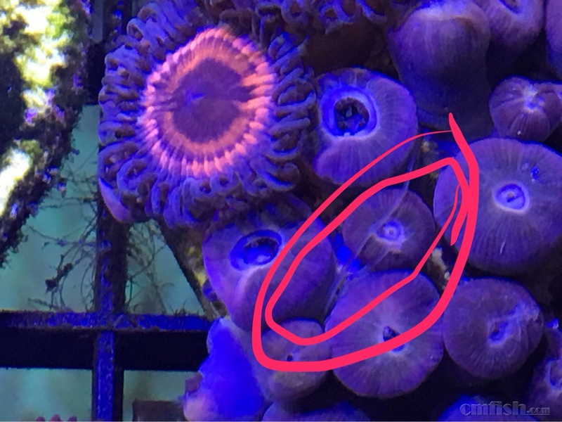 如何除掉纽扣上的意大利面虫 - 初学者(Beginn