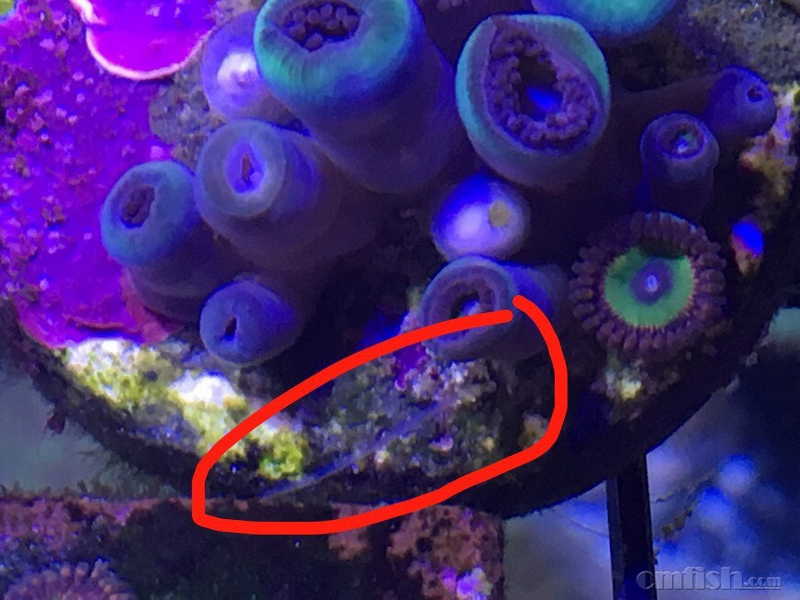 如何除掉纽扣上的意大利面虫