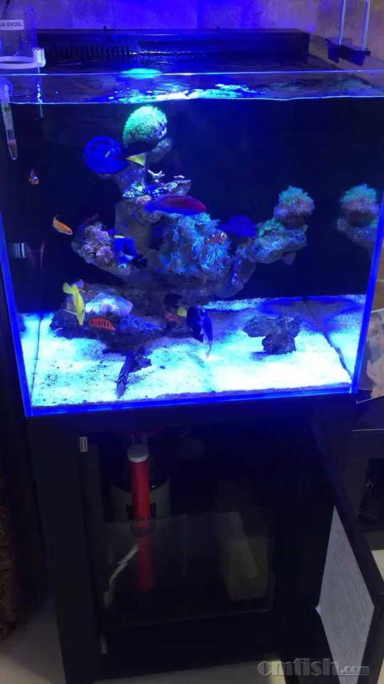 彩蝶60方,新款整缸走