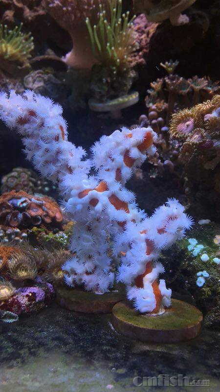 出可繁殖红宝石拼盘 可繁殖双色茉莉拼盘 红宝