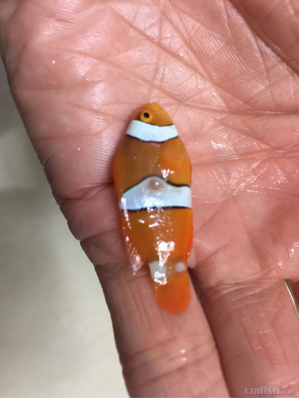 小丑鱼身上长了个肉瘤,求大神解答。