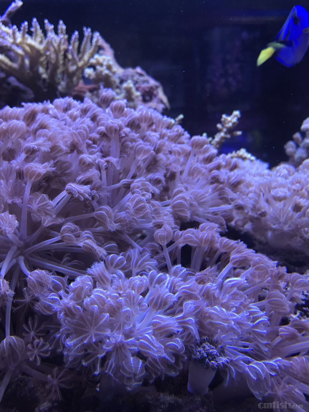 广东汕头出日闪,纽扣,夕阳瓦顺丰到付