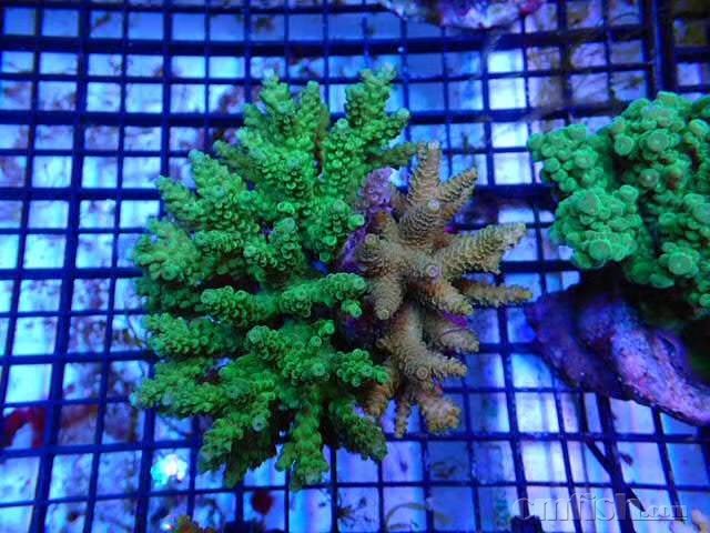 八送一 (最后一张被毛蟹啃伤 )打包价 1000 10公