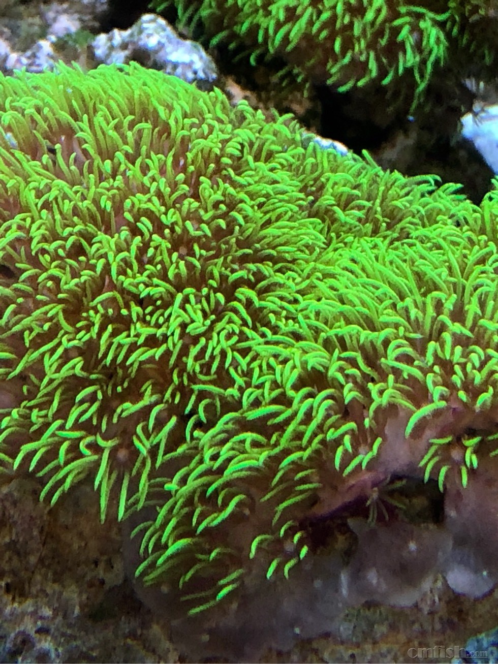 广州出荧光绿草皮珊瑚!!!!!!!