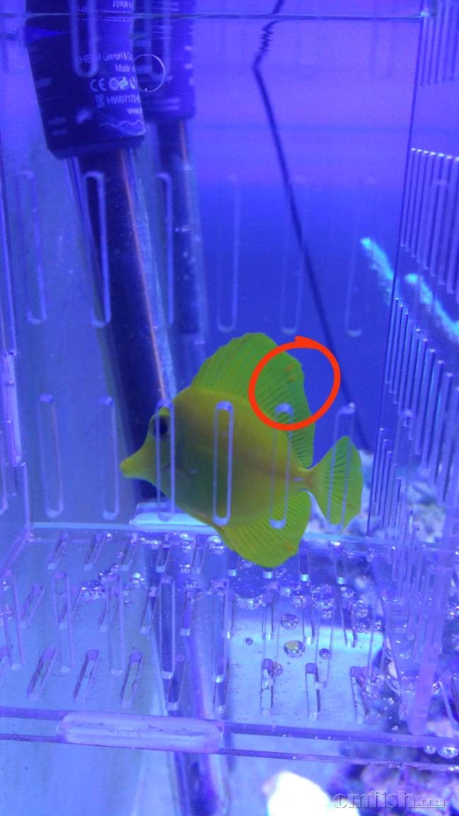 新买黄金,求帮助,鱼鳍上长了气泡,求鉴定是不是