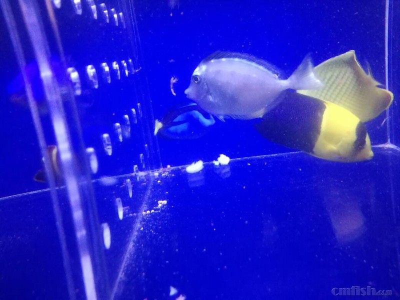 怎样令神仙鱼吃颗粒饲料呢?