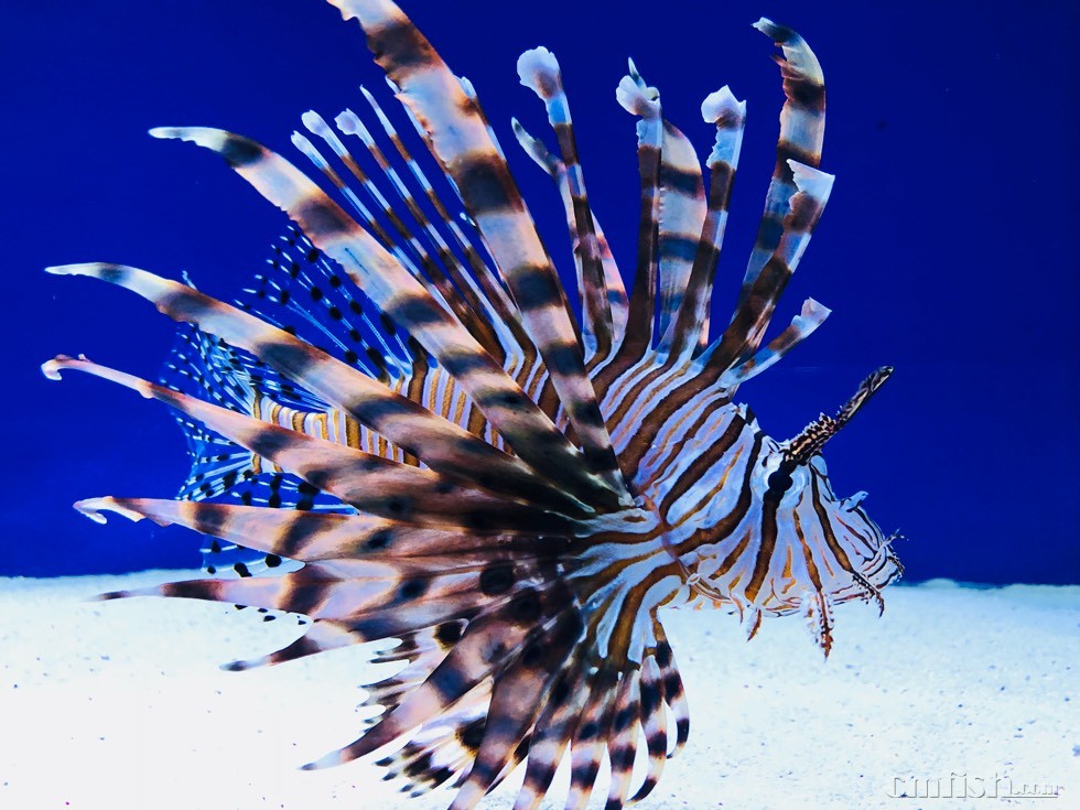 狮子鱼可以混养什么鱼