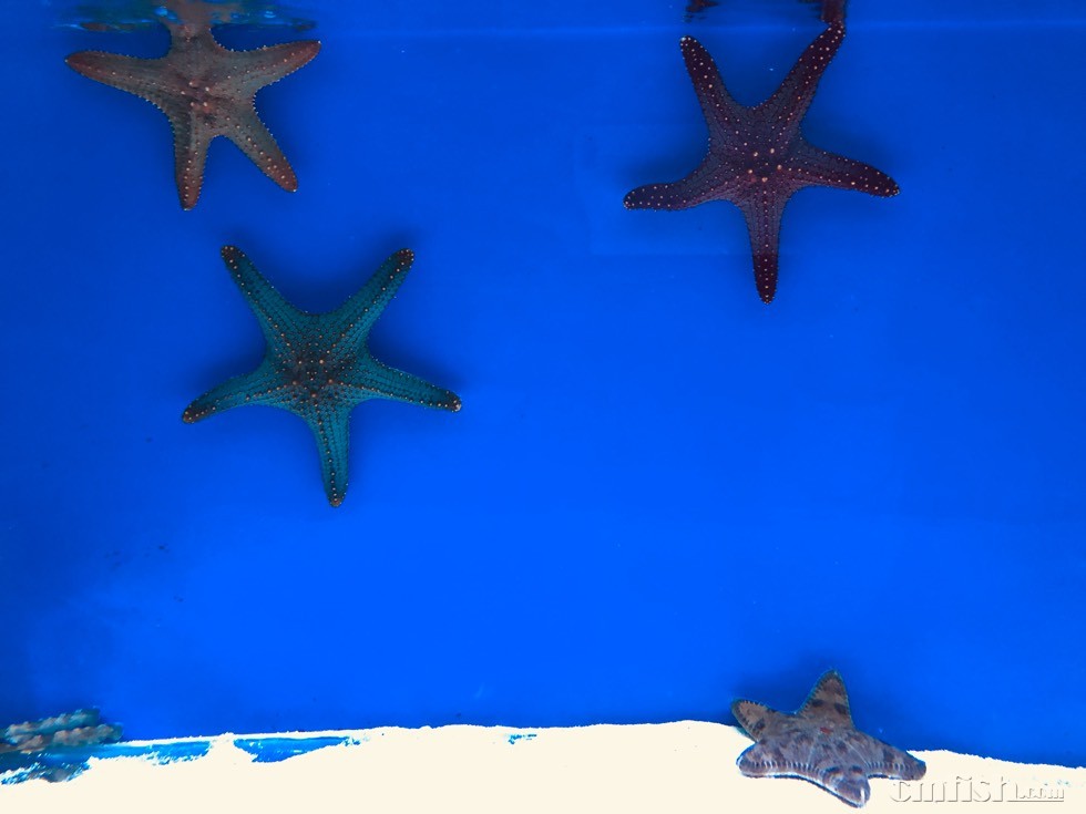 狮子鱼可以混养什么鱼