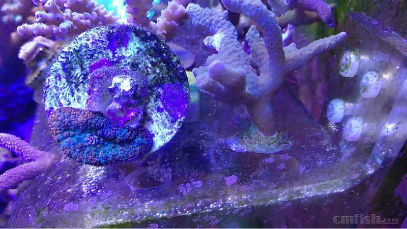 广州天河员村附近出烟火菇;印尼五头绿火柴(w