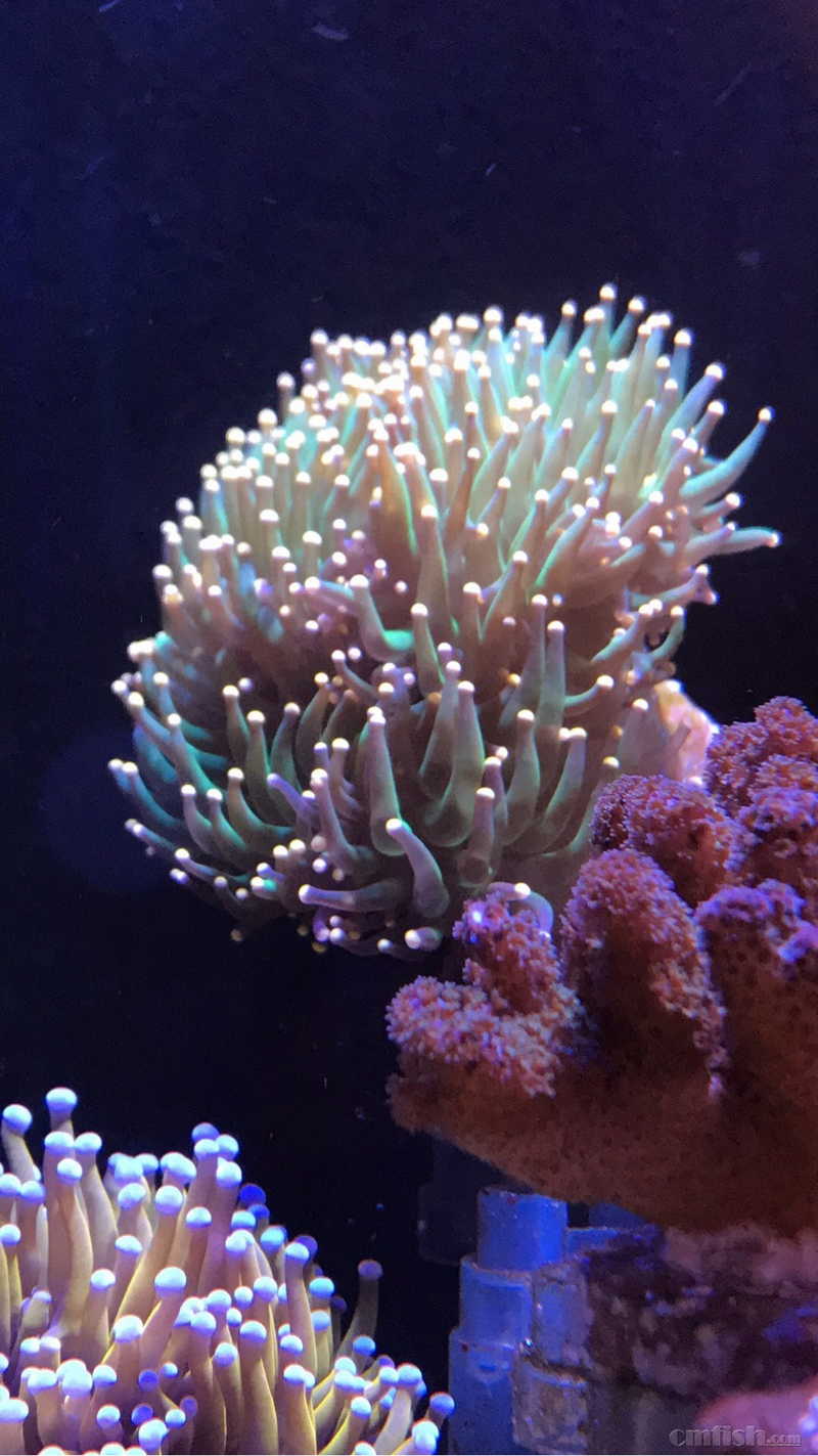 广州天河员村附近出烟火菇;印尼五头绿火柴(w