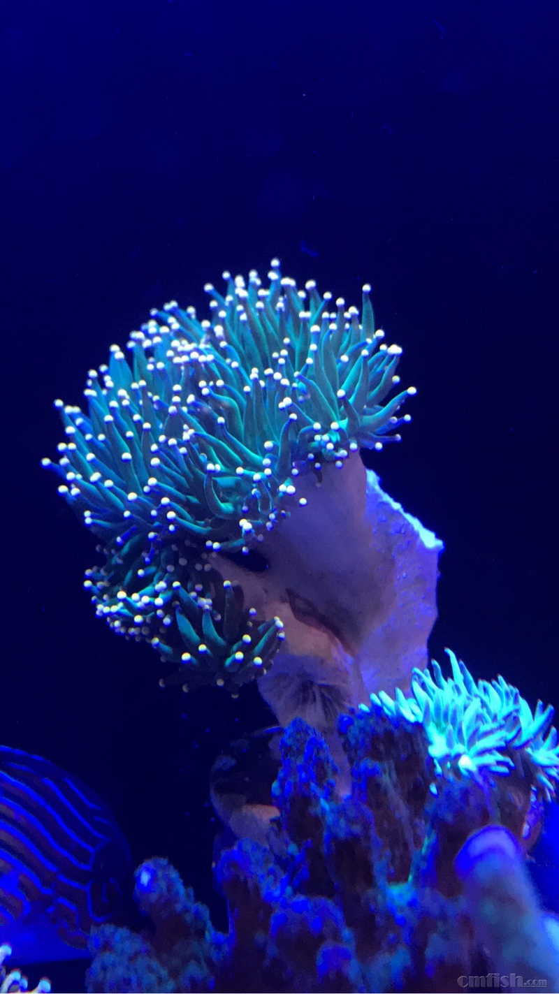 广州天河员村附近出烟火菇;印尼五头绿火柴(w