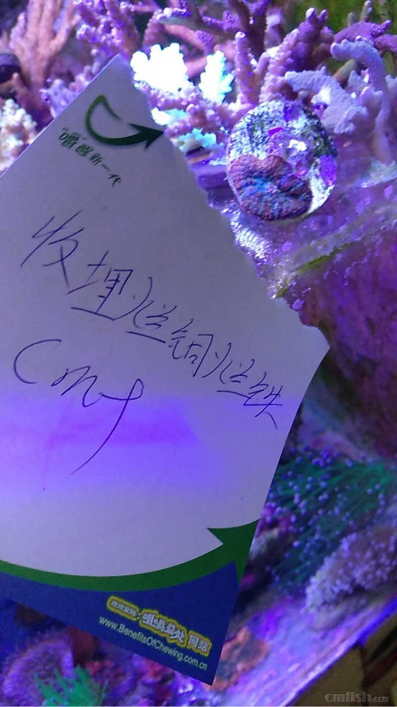 广州天河员村附近出烟火菇;印尼五头绿火柴(w