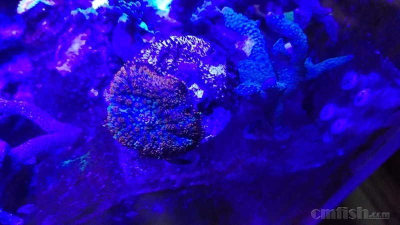 广州天河员村附近出烟火菇;印尼五头绿火柴(w