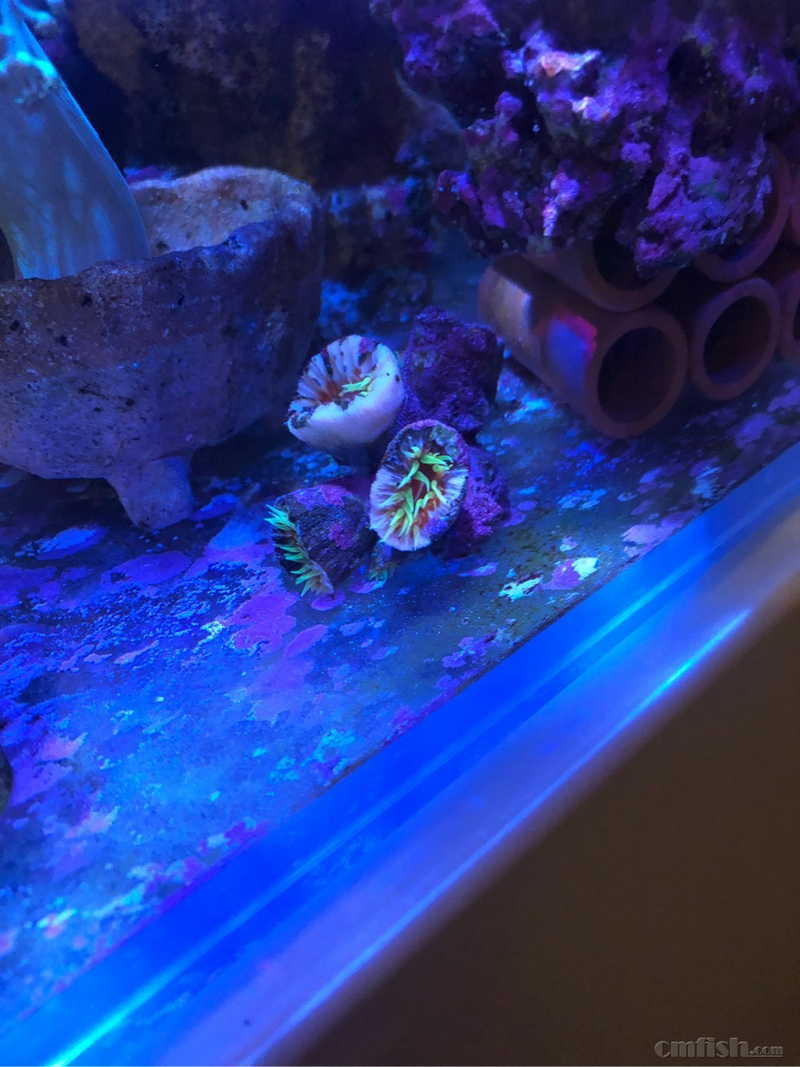 通州梨园,望京双鹤药业附近打包出珊瑚