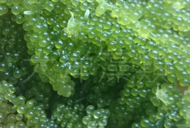 葡萄藻饲养纯分享