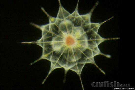 我们讨论海缸的微生物,你知道大海有哪些微生