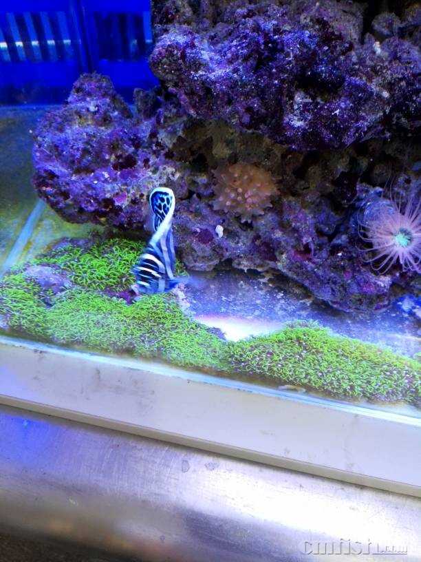 清点草皮!!!珊瑚!!