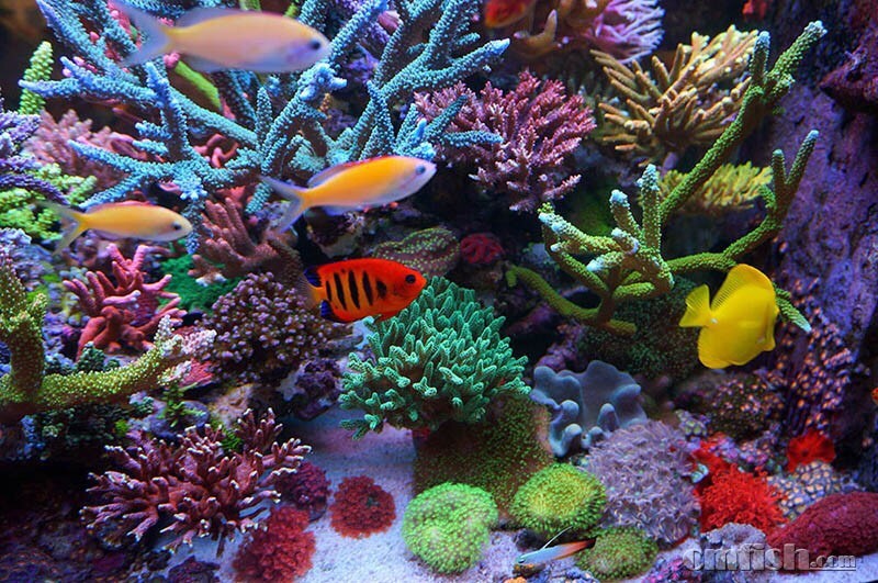 市场上最好的手机滤镜是啥牌子?