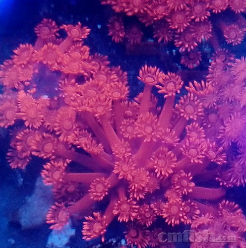 斑彩水族盖楼 全国发顺丰空运陆运