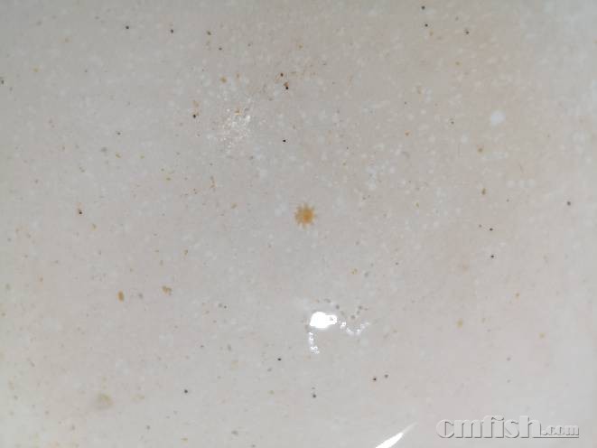 为什么不设置一个版块介绍养水母呢,这么漂亮