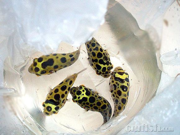 介绍一些可以转海水的汽水鱼及淡水鱼【转载】