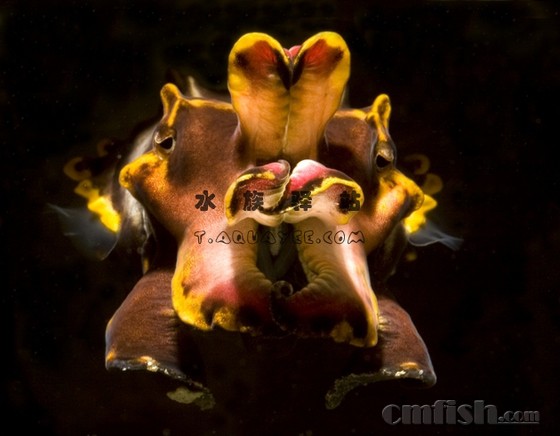 饲养火焰乌贼(Flamboyant Cuttlefish)【转载】