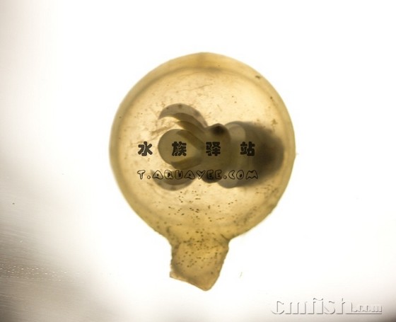 饲养火焰乌贼(Flamboyant Cuttlefish)【转载】