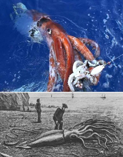 难得一见的海洋生物